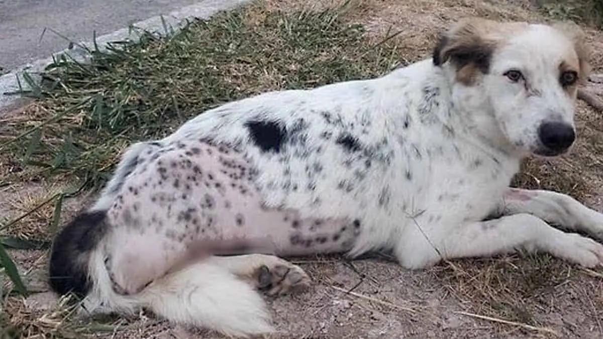 Deshumanizados abandonan a perrito al que le amputaron su patita