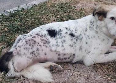 Deshumanizados abandonan a perrito al que le amputaron su patita