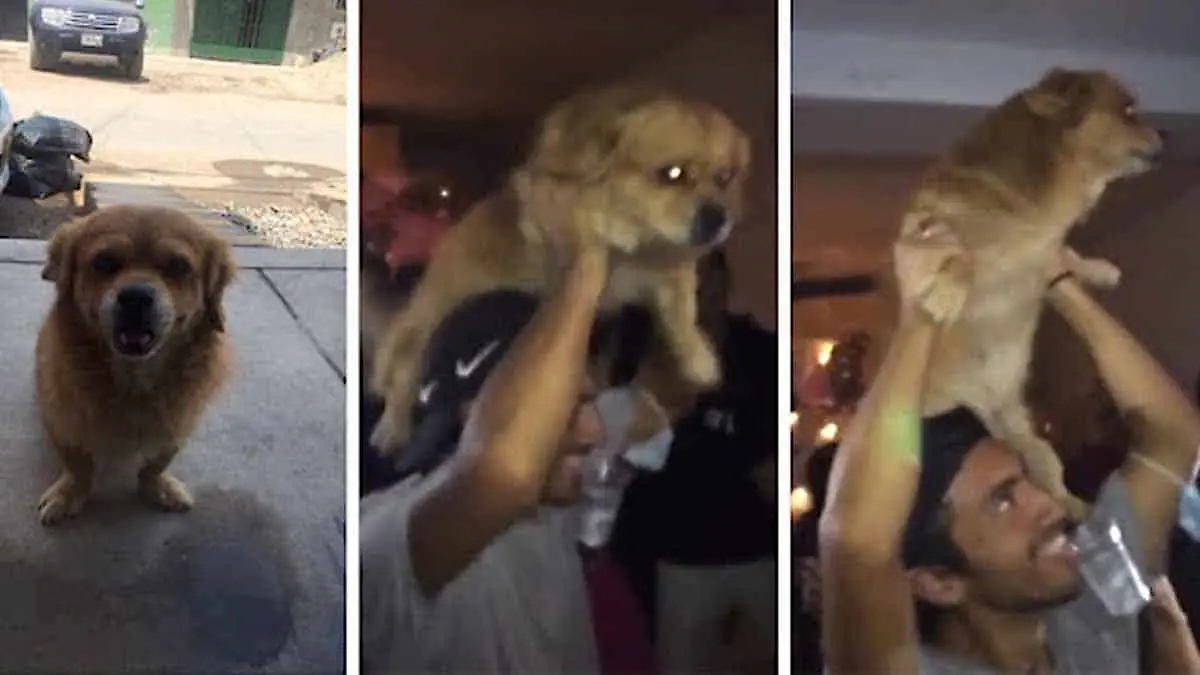 VIDEO. Amigos se llevan de fiesta a su perro a escondidas