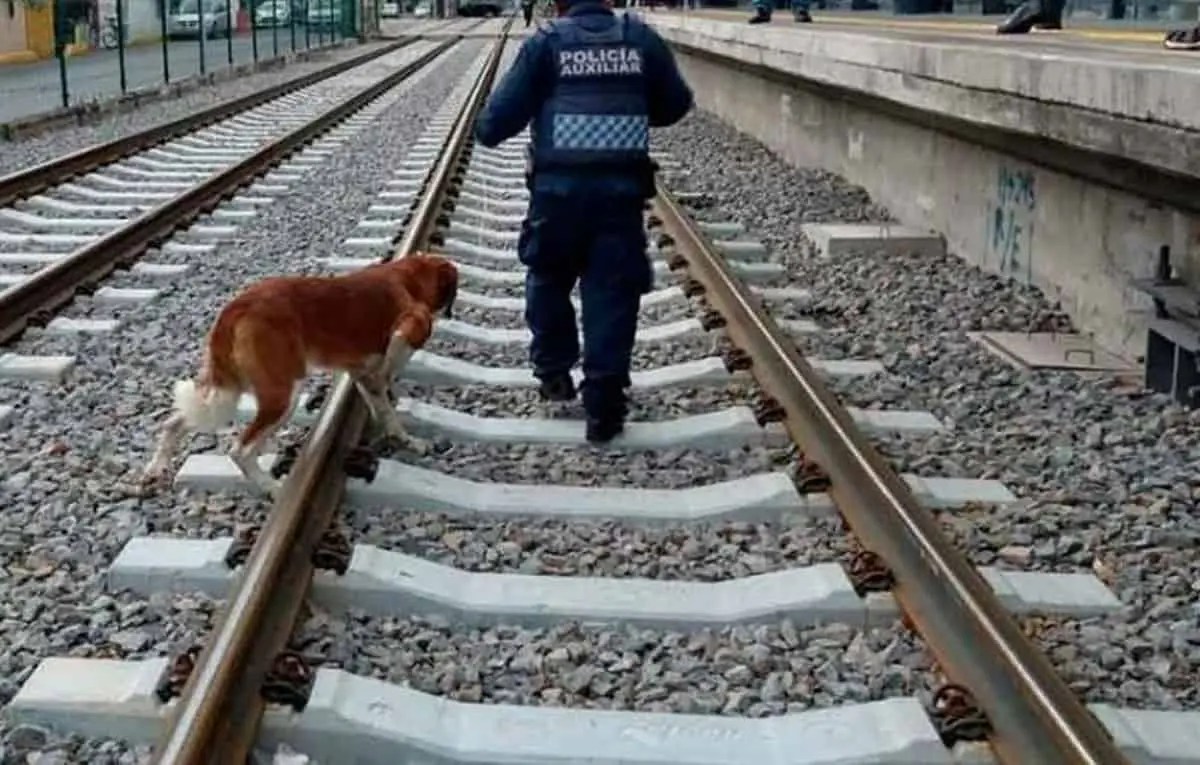 Joven muere arrollado por tren al intentar salvar a su perro