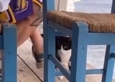 Video. Sujeto engaña a un gatito con comida para lanzarlo al mar