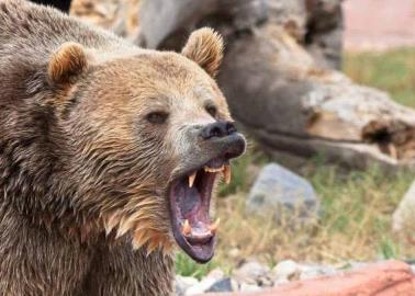 Soldado estadounidense muere tras ser atacado por un oso