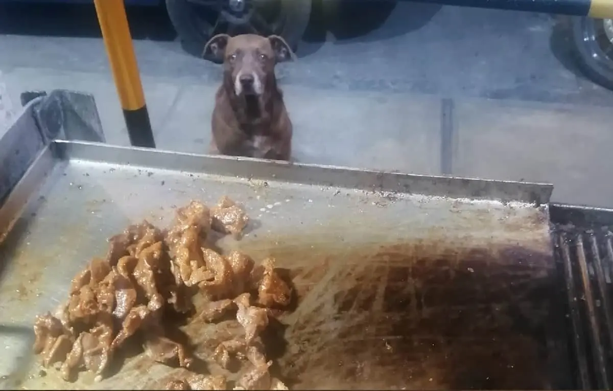 Robo masivo de canes en Culiacán, temen ser vendidos en taquerías