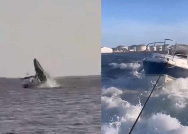 VIDEO. Ballena salta y aplasta yate con turistas en Topolobampo