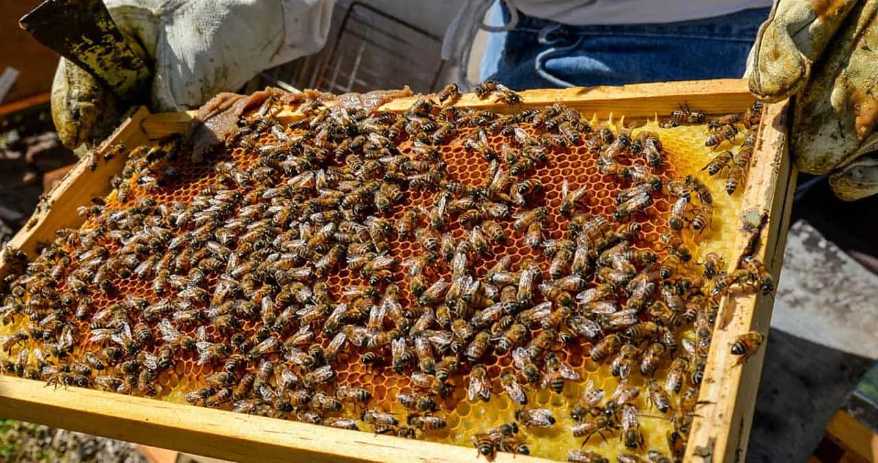Crece 17% producción de la miel
