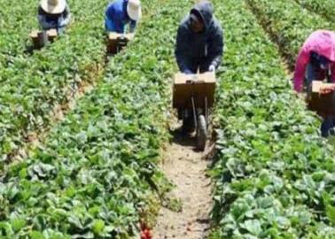 Drogadicción, afecta a jornaleros agrícolas