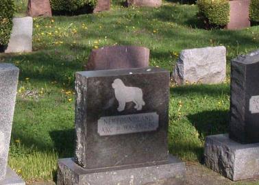 Propone creación de un cementerio para mascotas