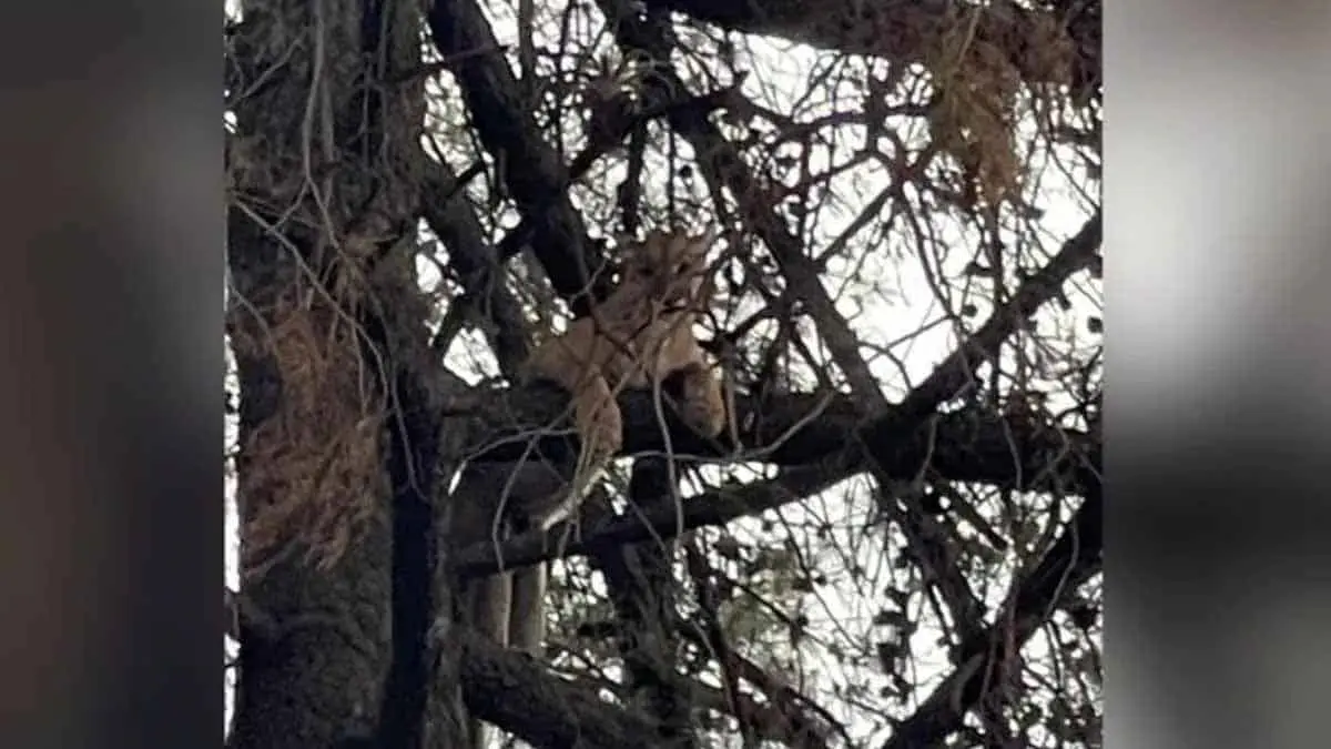 VIDEO. Rescatan a puma atrapado en un árbol