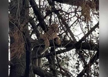 VIDEO. Rescatan a puma atrapado en un árbol