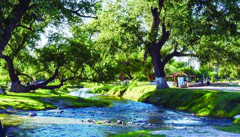 Plantarán más árboles en zona del río Mayo