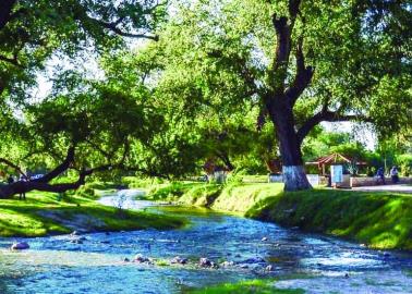 Plantarán más árboles en zona del río Mayo