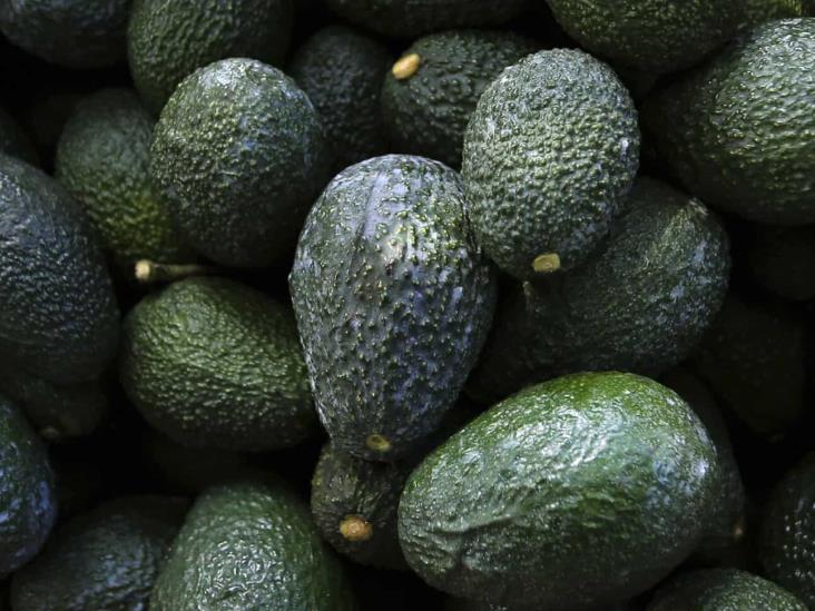 Nadie supera el valor del kilo de aguacate:120 pesos Nadie supera el valor del kilo de aguacate:120 pesos