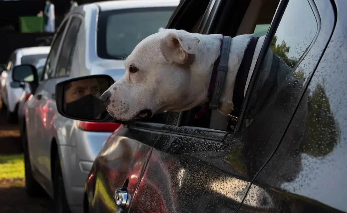 Por ir a comer con su novio, mueren sus perros de calor en auto