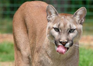 Niña sobrevive al ataque de un puma