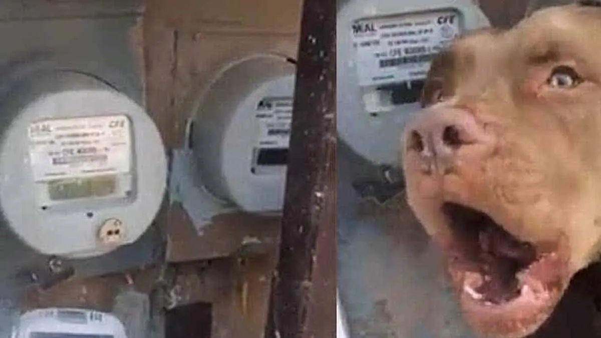VIDEO: Pitbull impide a empleado de CFE lectura de energía