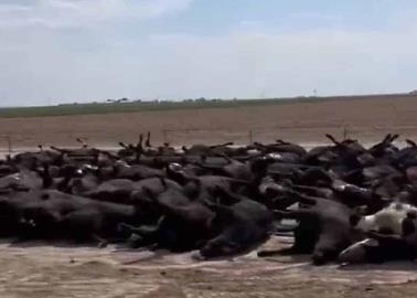 VIDEO: Calor extremo mata 400 vacas de un solo golpe