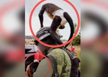 Muere mono araña durante agarre entre sicarios y Guardia Nacional