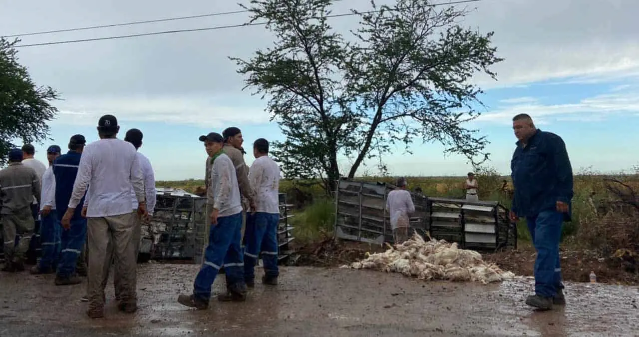 Se accidenta tráiler cargado de pollos