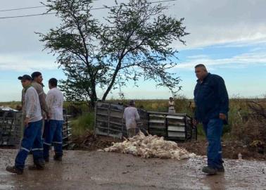 Se accidenta tráiler cargado de pollos