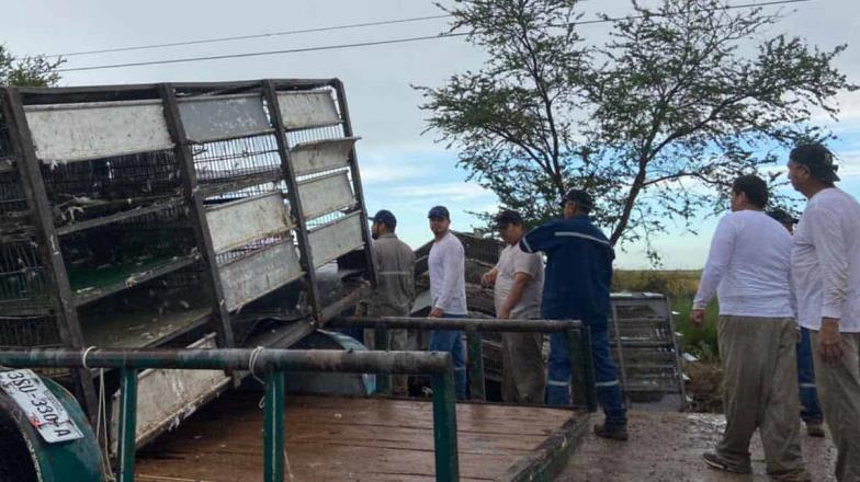 Se accidenta tráiler cargado de pollos