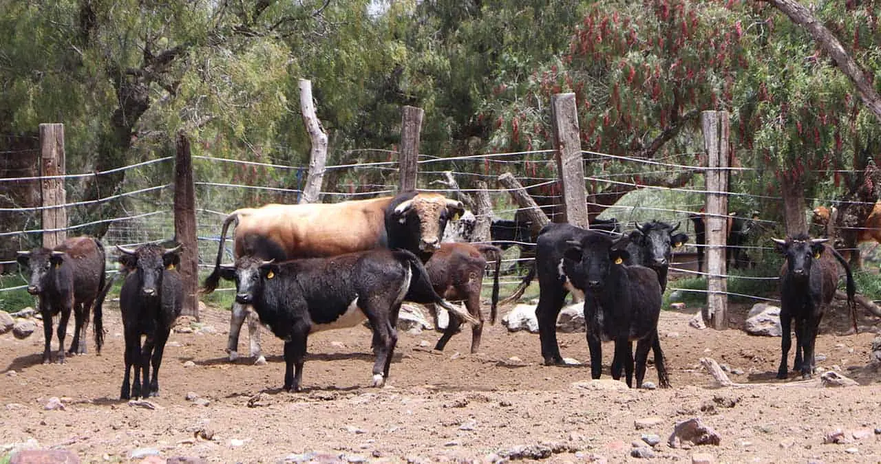 Impulsan exportación de ganadería brava