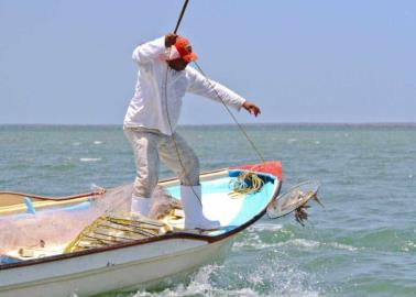 Se desploma pesca de jaiba