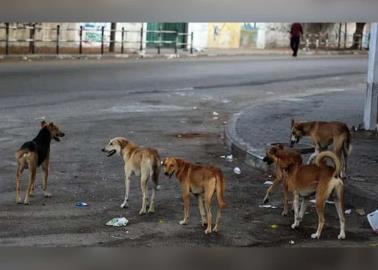 Descubren a perros comiéndose una cabeza humana