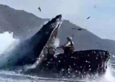 VIDEO: Ballena se traga dos mujeres y luego las escupe