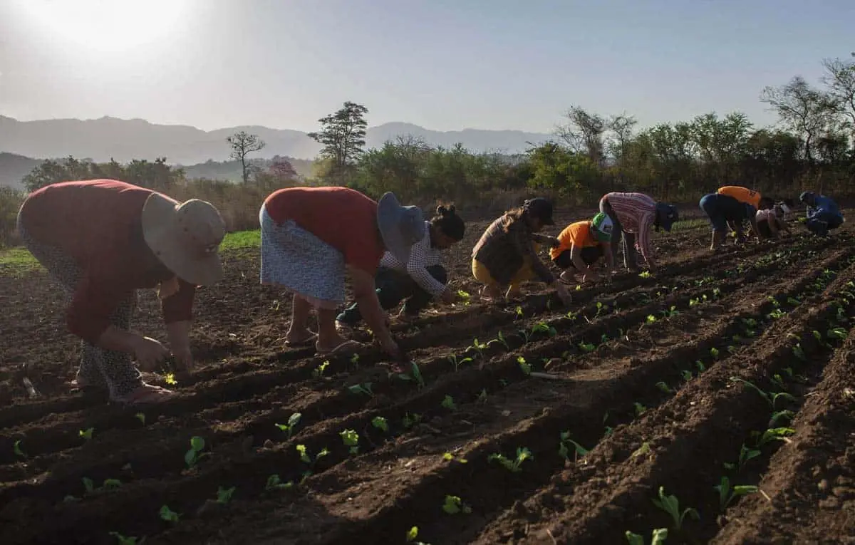 Mujeres indígenes incursionan en huertos de traspatio