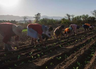 Mujeres indígenes incursionan en huertos de traspatio