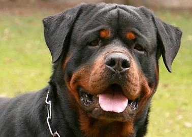 Perro rottweiler se rinde junto con sus narcodueños