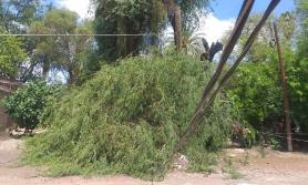 Cócorit se queda sin luz