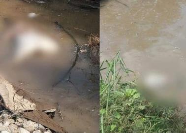 Encuentran cocodrilo devorando el cuerpo de un hombre