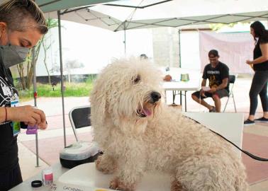 Toca jornada de salud a los perros y los gatos