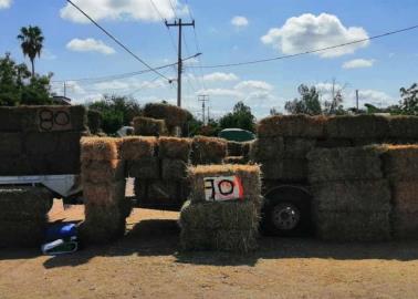 Cae precio de alfalfa