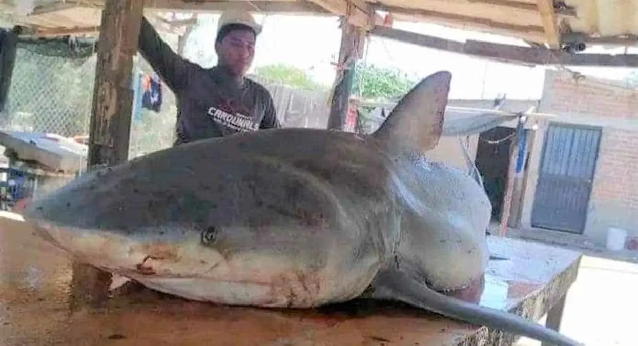 Descartan un delito al capturar tiburón