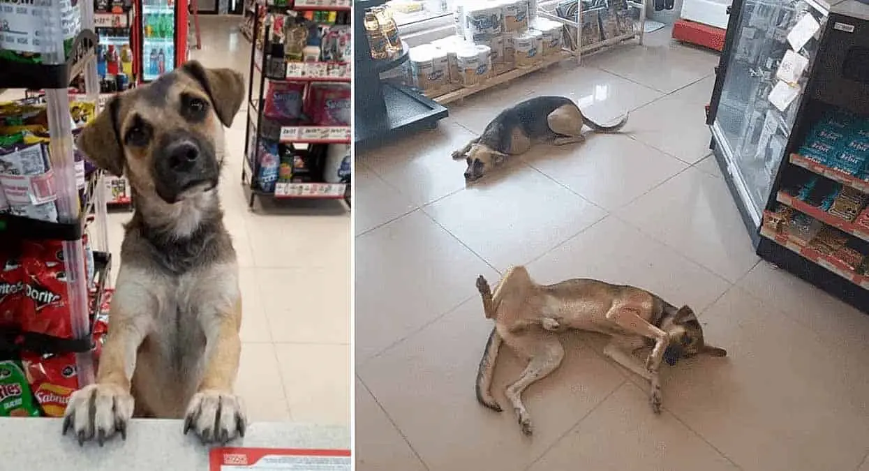 Negocios abren puertas de sus a perros para protegerse del calor