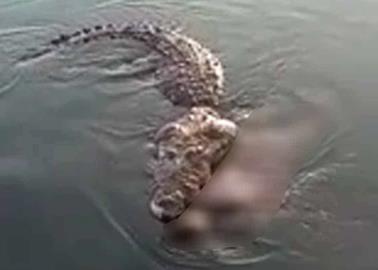 VIDEO FUERTE. Cocodrilo mata a bañista en Tamaulipas