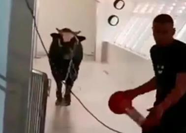 VIDEO. Toro se mete a un banco; causa pánico y un gran caos