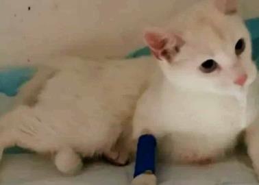 Gatita se sale de casa y regresa ensangrentada: fue violada