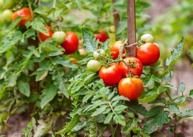 Inician siembras de tomate