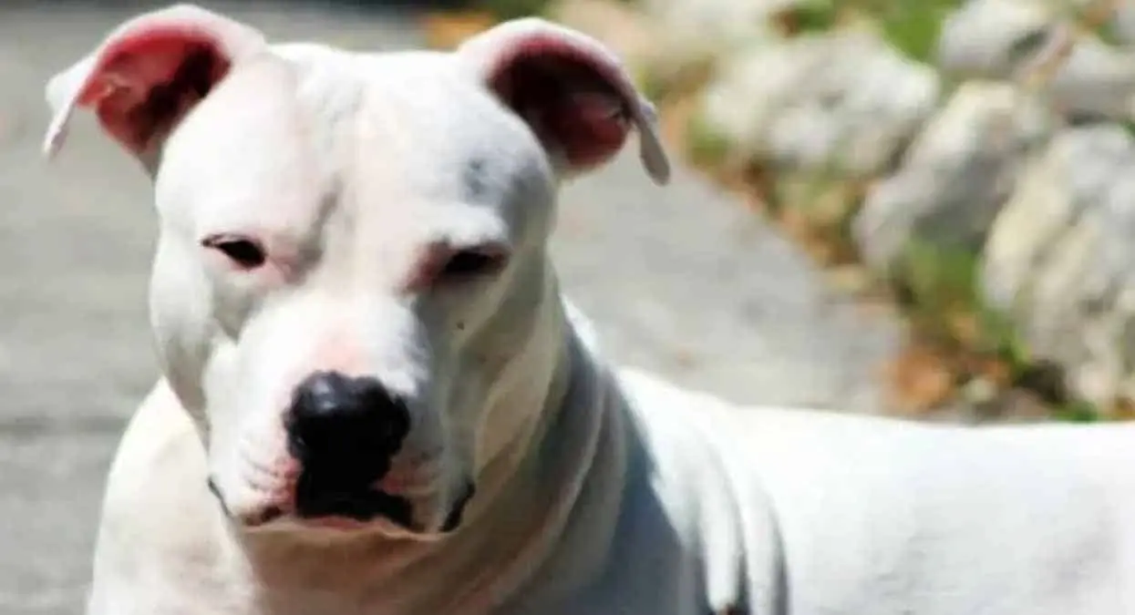 Obligaba a su hijastro a tener intimidad con un perro