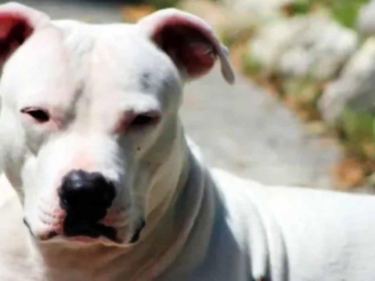 Obligaba a su hijastro a tener intimidad con un perro Obligaba a su hijastro a tener intimidad con un perro