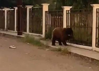 VIDEO. Pobladores matan a oso en Cumpas; buscaba alimento y agua