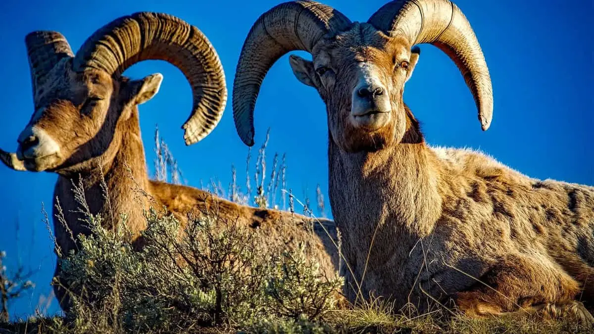 Prohíben la caza en Sonora