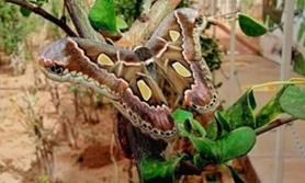 Amplían el Mariposario