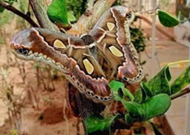 Amplían el Mariposario