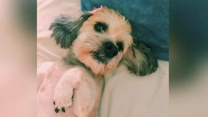 Investigan a mujer por envenenar y matar a una perrita Investigan a mujer por envenenar y matar a una perrita