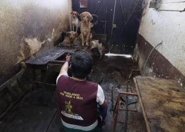 VIDEO. Recogía perritos callejeros y vendía su carne a taquerías