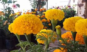 Cempasúchil, flor de vida y muerte